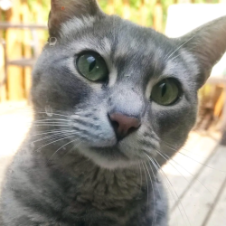 Lost Male Cat last seen bayview memorial park, tudhope st and Kirkpatrick, indian rd lakesjore, Oro-Medonte, ON L0L 1T0