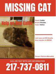 Lost Female Cat last seen Ok tavern, Lincoln, IL 62656
