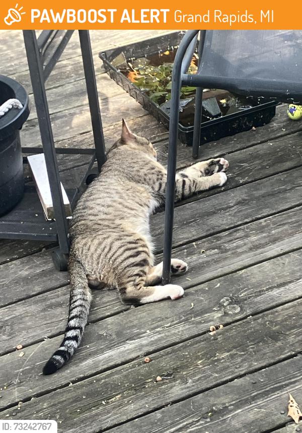 Found/Stray Male Cat last seen Elgar/Ambrose, Grand Rapids, MI 49525