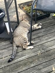Found/Stray Male Cat last seen Elgar/Ambrose, Grand Rapids, MI 49525