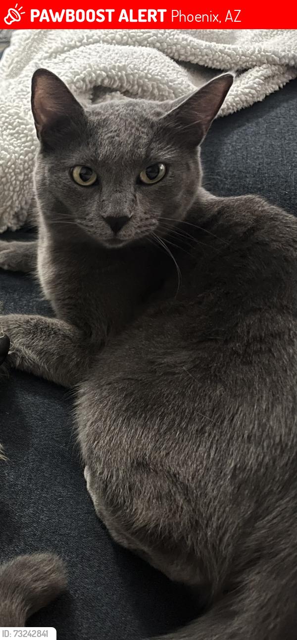 Lost Female Cat last seen 48th st and Frye Rd, Phoenix, AZ 85048