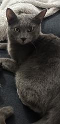 Lost Female Cat last seen 48th st and Frye Rd, Phoenix, AZ 85048