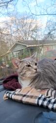 Reunited Male Cat last seen Near stowe st birmingham 35224, Birmingham, AL 35224