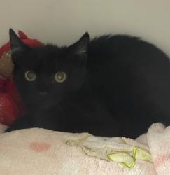 Shelter Stray Unknown Cat last seen W Felicita Avenue, Escondido, CA, 92025, Escondido, CA 92027, USA