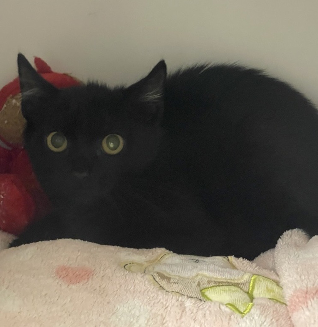 Shelter Stray Unknown Cat last seen W Felicita Avenue, Escondido, CA, 92025, Escondido, CA 92027, USA