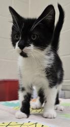 Shelter Stray Male Cat last seen Near Peach Avenue, El Cajon, CA, 92021, El Cajon, CA 92020, USA
