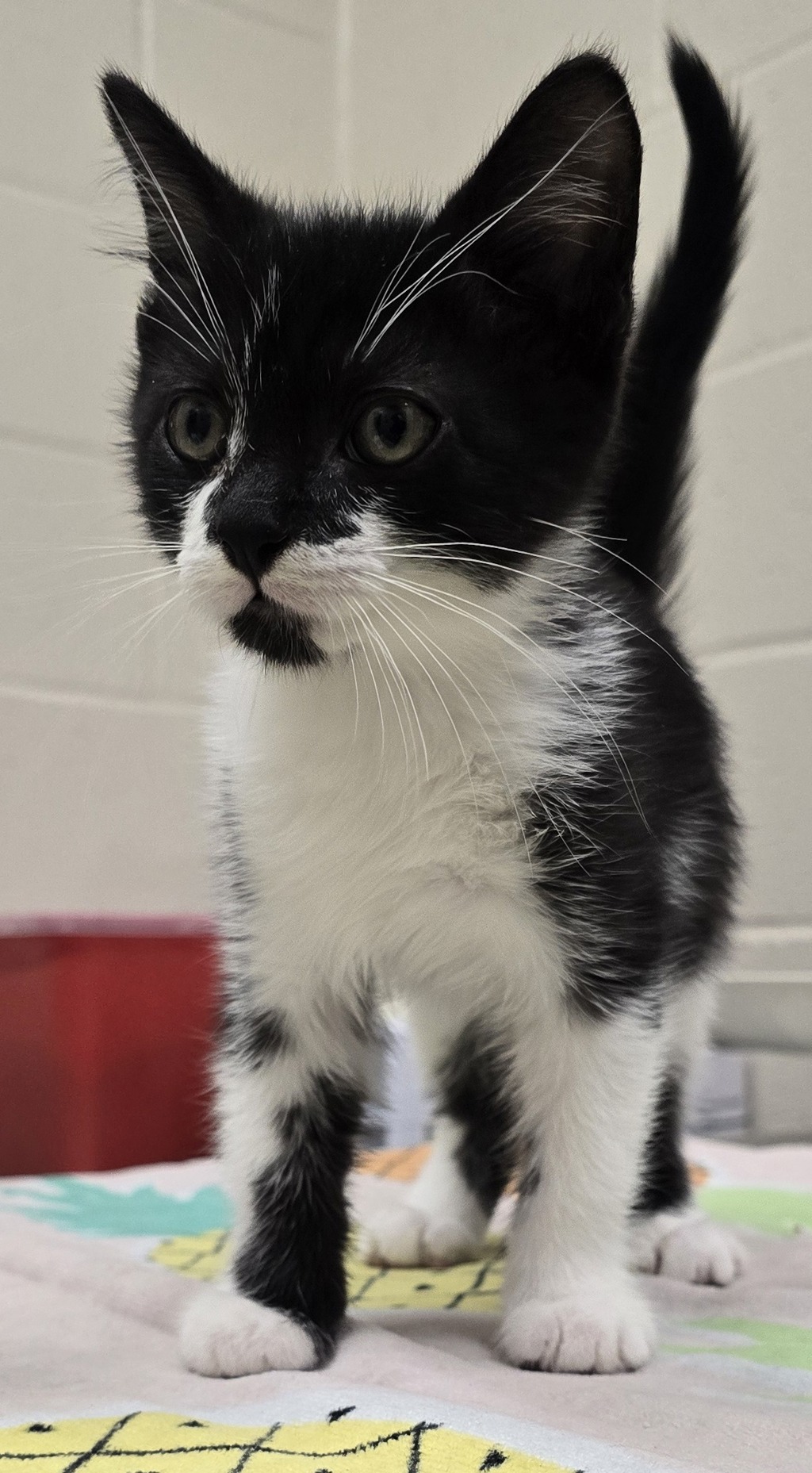 Shelter Stray Male Cat last seen Near Peach Avenue, El Cajon, CA, 92021, El Cajon, CA 92020, USA