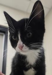 Shelter Stray Male Cat last seen Near Peach Avenue, El Cajon, CA, 92021, El Cajon, CA 92020, USA