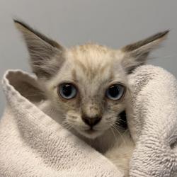 Shelter Stray Male Cat last seen Near Agosto street, San Diego, CA, 92154, 5500 Gaines St, San Diego, CA 92110, USA