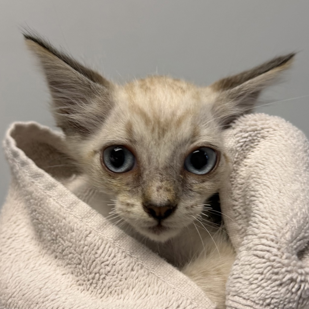 Shelter Stray Male Cat last seen Near Agosto street, San Diego, CA, 92154, 5500 Gaines St, San Diego, CA 92110, USA