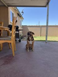 Lost Female Dog last seen First and shields, Fresno, CA 93703