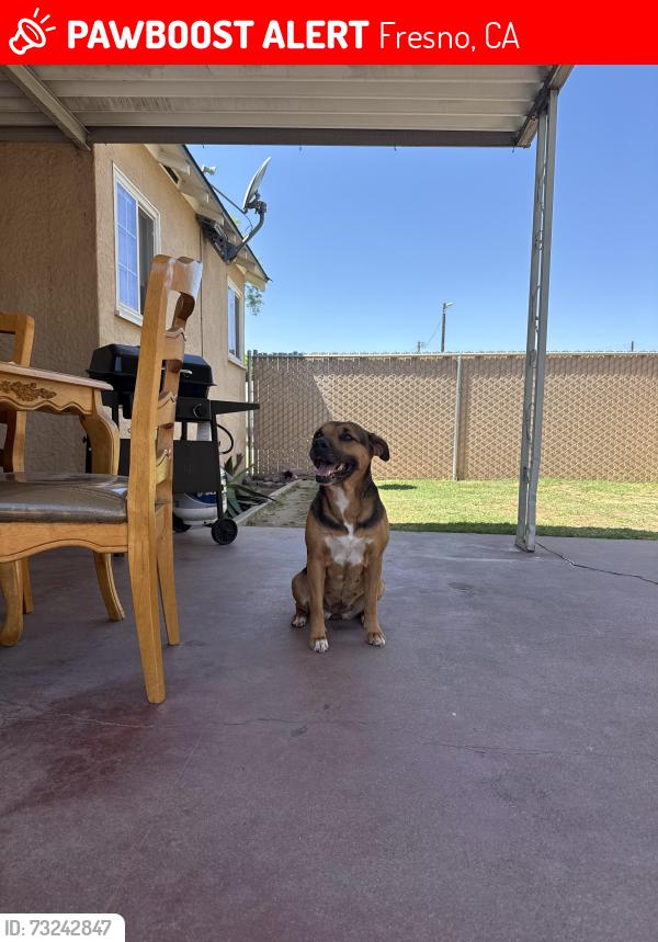 Lost Female Dog last seen First and shields, Fresno, CA 93703