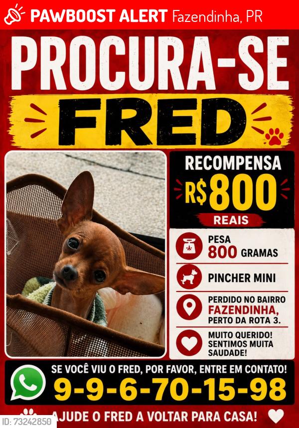 Lost Male Dog last seen Fazendinha, Fazendinha, PR 