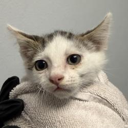 Shelter Stray Male Cat last seen Near Agosto street, San Diego, CA, 92154, 5500 Gaines St, San Diego, CA 92110, USA