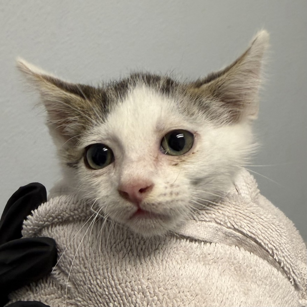 Shelter Stray Male Cat last seen Near Agosto street, San Diego, CA, 92154, 5500 Gaines St, San Diego, CA 92110, USA