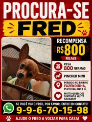 Lost Male Dog last seen Fazendinha, Fazendinha, PR 