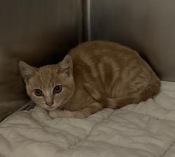 Shelter Stray Male Cat last seen Near S 39th Street, San Diego, CA, 92113, 5500 Gaines St, San Diego, CA 92110, USA