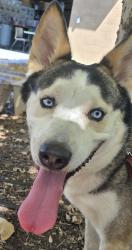 Shelter Stray Male Dog last seen Near N 2nd Street, El Cajon, CA, 92021, El Cajon, CA 92020, USA