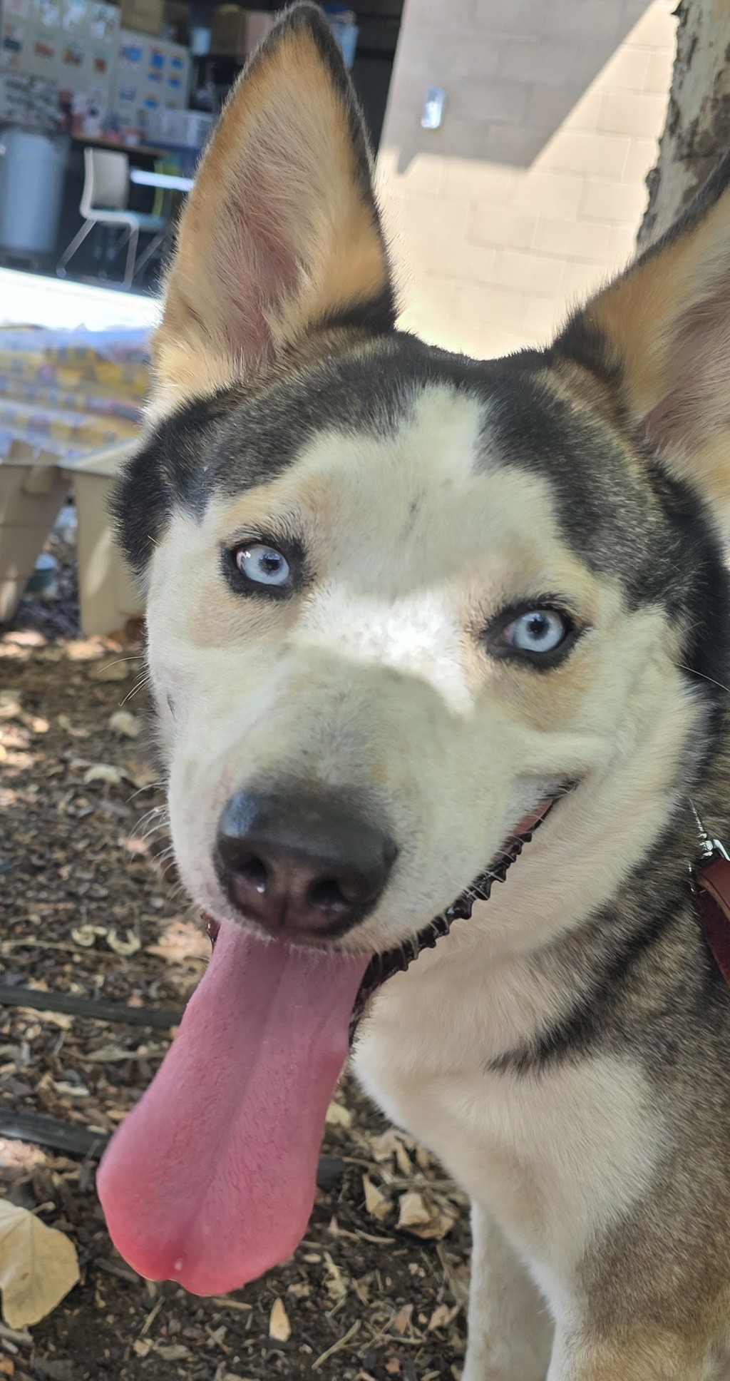 Shelter Stray Male Dog last seen Near N 2nd Street, El Cajon, CA, 92021, El Cajon, CA 92020, USA
