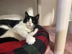 Shelter Stray Female Cat last seen Near Rising Glen Way, Carlsbad, CA, 92008, Oceanside, CA 92058, USA