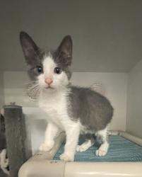 Shelter Stray Male Cat last seen Near Newport Drive, Vista, CA, 92084, Oceanside, CA 92058, USA