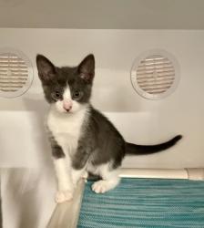 Shelter Stray Male Cat last seen Near Newport Drive, Vista, CA, 92084, Oceanside, CA 92058, USA