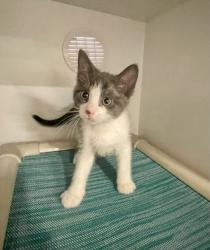 Shelter Stray Female Cat last seen Near Newport Drive, Vista, CA, 92084, Oceanside, CA 92058, USA