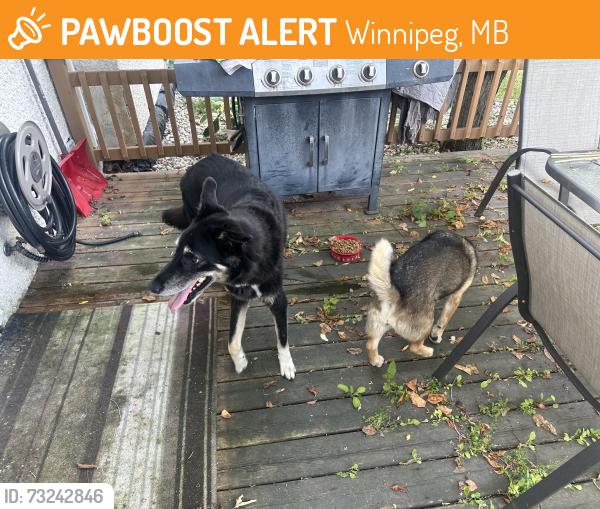 Found/Stray Unknown Dog last seen Hamilton ave at silver ave, Winnipeg, MB 