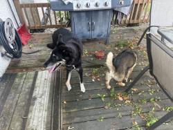 Found/Stray Unknown Dog last seen Hamilton ave at silver ave, Winnipeg, MB 