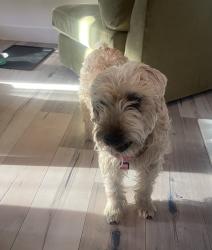 Lost Female Dog last seen Densmore and Saticoy, Los Angeles, CA 91406