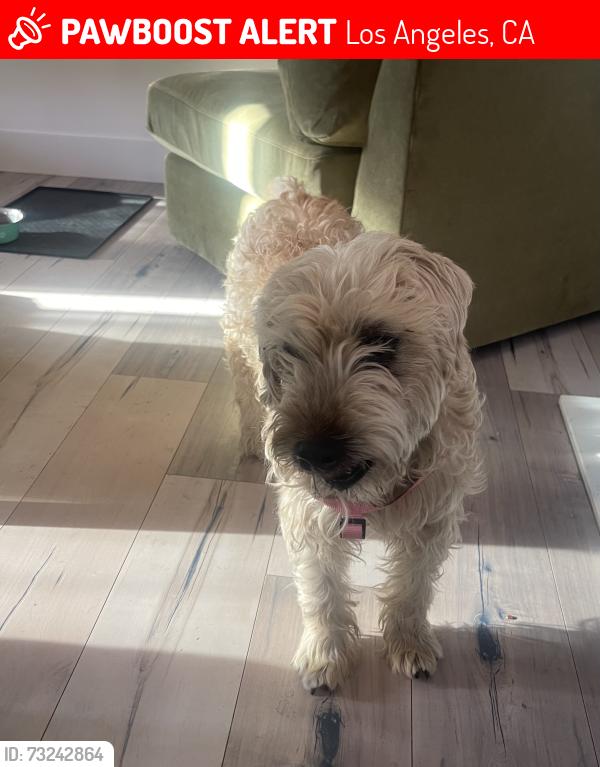 Lost Female Dog last seen Densmore and Saticoy, Los Angeles, CA 91406