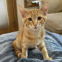 Lost Male Cat last seen Near linden st, Tucson, AZ 85716