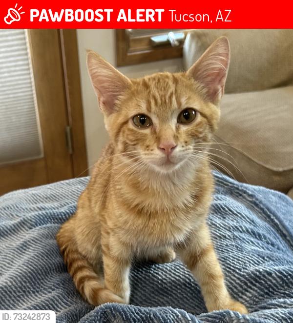 Lost Male Cat last seen Near linden st, Tucson, AZ 85716