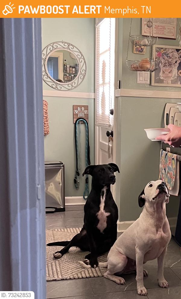 Found/Stray Male Dog last seen Allison and Graham, Memphis, TN 38122