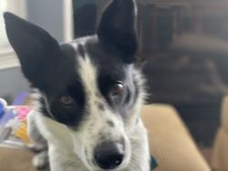 Lost Male Dog last seen Levi rd, Chattanooga, TN 37415
