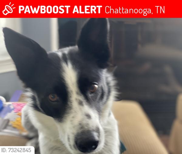 Lost Male Dog last seen Levi rd, Chattanooga, TN 37415