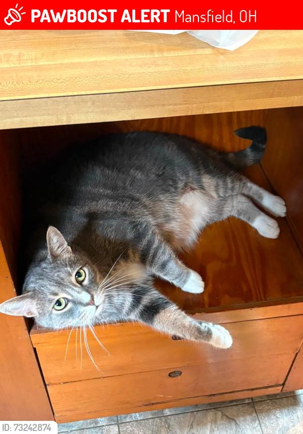 Lost Male Cat last seen Marion Ave, Mansfield, OH 44903