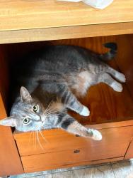 Lost Male Cat last seen Marion Ave, Mansfield, OH 44903