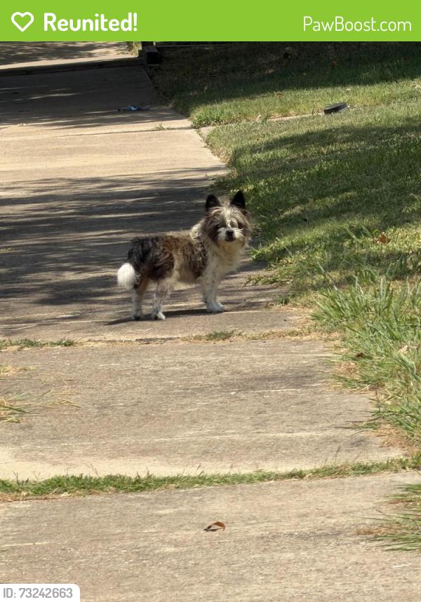 Reunited Unknown Dog last seen Fleming & Winding Oaks, Wylie, TX 75098