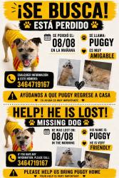 Reunited Male Dog last seen Near Queensdale Dr, Houston, TX 77082, USA, Houston, TX 77082