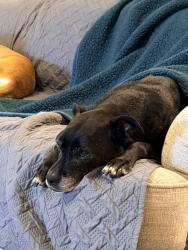 Reunited Female Dog last seen Cypress Park High School, Cypress, TX 77433