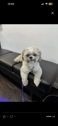 Reunited Male Dog last seen la sena ave, Baldwin Park, CA 91706