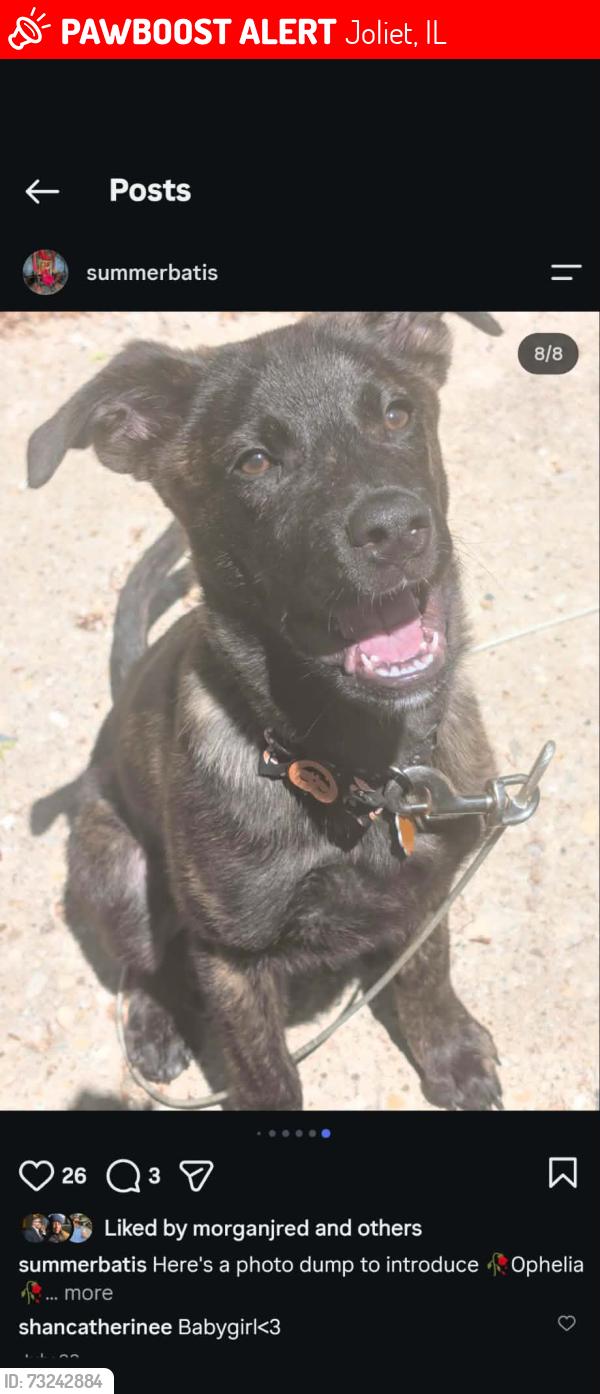 Lost Female Dog last seen Jefferson and Midland, Joliet, IL 60435