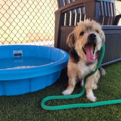 Shelter Stray Male Dog last seen , Animal Care & Control Team of Philly, 111 W Hunting Park Ave, Philadelphia, PA 19140, USA