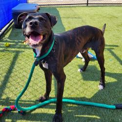 Shelter Stray Male Dog last seen , Animal Care & Control Team of Philly, 111 W Hunting Park Ave, Philadelphia, PA 19140, USA
