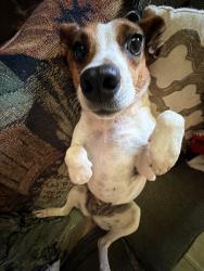 Lost Female Dog last seen mathewson cove rd, Clay County, NC 28904