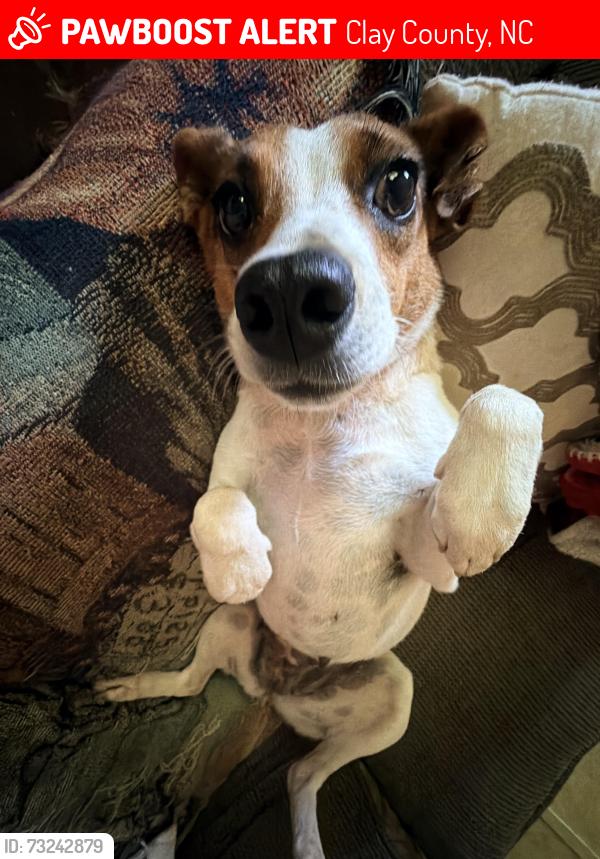 Lost Female Dog last seen mathewson cove rd, Clay County, NC 28904