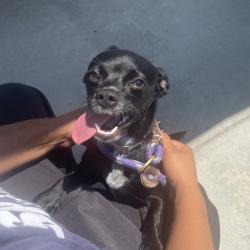 Shelter Stray Female Dog last seen , 12910 Yukon Ave, Hawthorne, CA 90250, USA