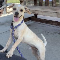 Shelter Stray Male Dog last seen , 12910 Yukon Ave, Hawthorne, CA 90250, USA