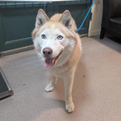 Shelter Stray Female Dog last seen , 361 S Raymond Ave, Pasadena, CA 91105, USA